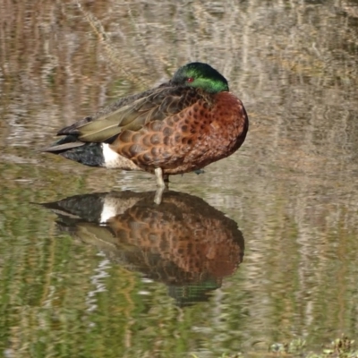 Anas castanea (Chestnut Teal) at Lake Burley Griffin Central/East - 4 Jun 2019 by Mike