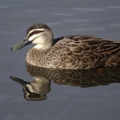 Anas superciliosa (Pacific Black Duck) at Lake Burley Griffin Central/East - 4 Jun 2019 by Mike