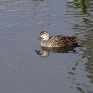 Anas superciliosa at Kingston, ACT - 4 Jun 2019 02:11 PM