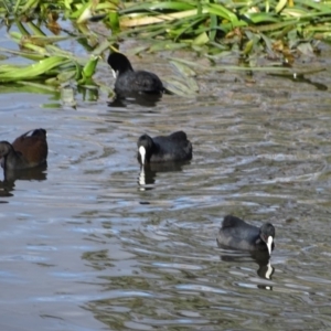 Fulica atra at Kingston, ACT - 4 Jun 2019