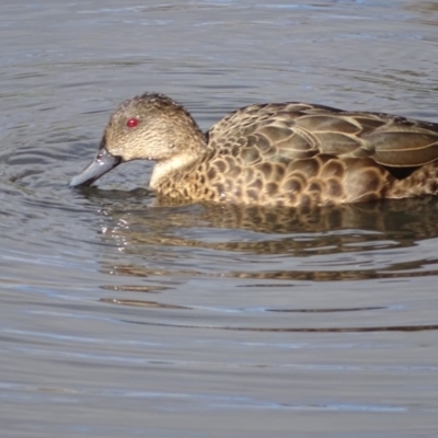 Anas gracilis (Grey Teal) at Lake Burley Griffin Central/East - 4 Jun 2019 by Mike