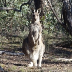 Macropus giganteus (Eastern Grey Kangaroo) at O'Malley, ACT - 1 Jun 2019 by Mike