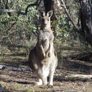 Macropus giganteus at O'Malley, ACT - 1 Jun 2019