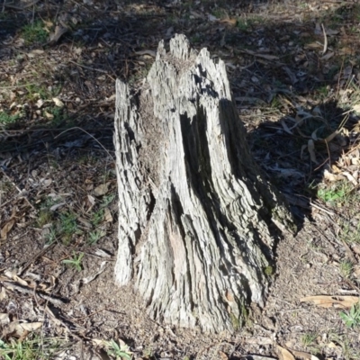 Papyrius nitidus (Shining Coconut Ant) at Mount Mugga Mugga - 1 Jun 2019 by Mike