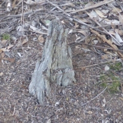 Papyrius nitidus (Shining Coconut Ant) at Mount Mugga Mugga - 1 Jun 2019 by Mike