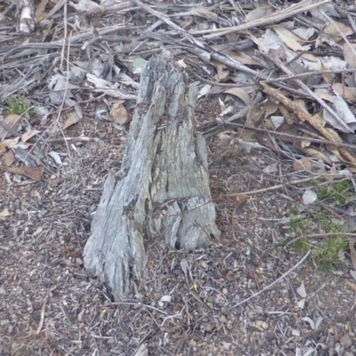 Papyrius nitidus (Shining Coconut Ant) at Mount Mugga Mugga - 1 Jun 2019 by Mike