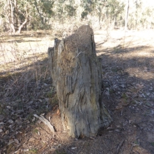 Papyrius nitidus at Garran, ACT - suppressed