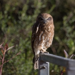 Ninox boobook at Murrumbateman, NSW - 4 Jun 2019