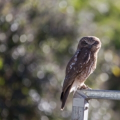 Ninox boobook at Murrumbateman, NSW - 4 Jun 2019 08:59 AM