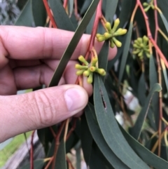Unverified Gum Tree at Central Tilba, NSW - 4 Jun 2019 by Illilanga