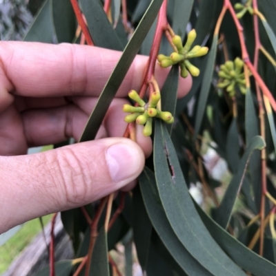 Unverified Gum Tree at Central Tilba, NSW - 4 Jun 2019 by Illilanga