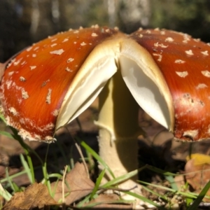 Amanita muscaria at Bago State Forest - 19 May 2019