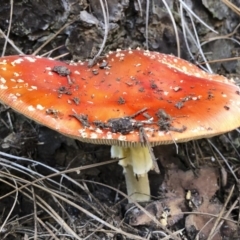 Amanita muscaria at Bago State Forest - 19 May 2019