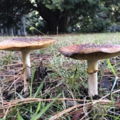 Amanita muscaria at Bago State Forest - 19 May 2019