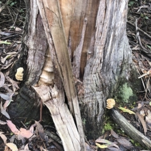 Postia punctata at Bago State Forest - 19 May 2019