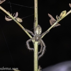 Neosparassus calligaster (Beautiful Badge Huntsman) at Red Hill, ACT - 25 May 2019 by BIrdsinCanberra