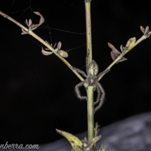 Neosparassus calligaster at Red Hill, ACT - 25 May 2019 07:53 PM