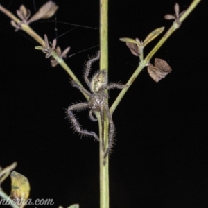 Neosparassus calligaster at Red Hill, ACT - 25 May 2019 07:53 PM