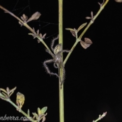 Neosparassus calligaster at Red Hill, ACT - 25 May 2019