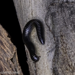 Ommatoiulus moreleti (Portuguese Millipede) at Red Hill, ACT - 25 May 2019 by BIrdsinCanberra