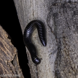 Ommatoiulus moreleti at Red Hill, ACT - 25 May 2019 08:10 PM