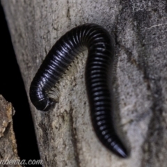 Ommatoiulus moreleti at Red Hill, ACT - 25 May 2019 08:10 PM