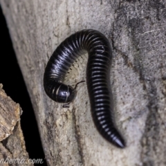 Ommatoiulus moreleti at Red Hill, ACT - 25 May 2019 08:10 PM