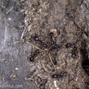 Papyrius nitidus at Red Hill, ACT - 8 Jun 2019