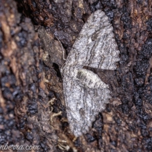 Ectropis (genus) at Hughes, ACT - 25 May 2019