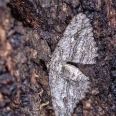 Ectropis (genus) at Hughes, ACT - 25 May 2019