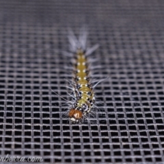 Uresiphita ornithopteralis at Hughes, ACT - 25 May 2019