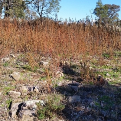 Amaranthus sp. (Amaranth) at Farrer, ACT - 2 Jun 2019 by galah681