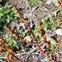 Amaranthus sp. at Farrer, ACT - 2 Jun 2019 11:50 AM