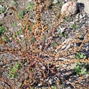 Amaranthus sp. at Farrer, ACT - 2 Jun 2019 11:50 AM