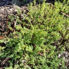 Atriplex semibaccata (Creeping Saltbush) at Farrer Ridge - 2 Jun 2019 by galah681