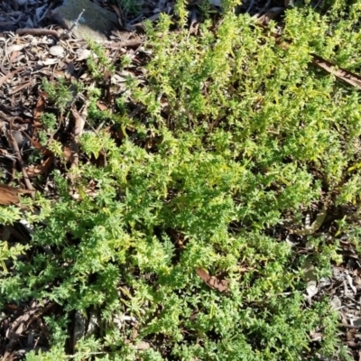 Atriplex semibaccata (Creeping Saltbush) at Farrer, ACT - 2 Jun 2019 by galah681