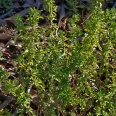 Atriplex semibaccata at Farrer, ACT - 2 Jun 2019 10:53 AM