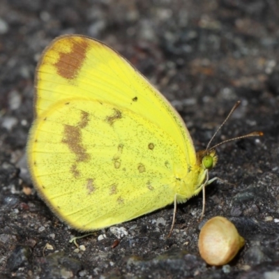 Eurema smilax (Small Grass-yellow) at Acton, ACT - 1 Jun 2019 by TimL