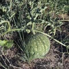 Citrullus amarus (Wild Melon, Camel Melon, Bitter Melon) at Tuggeranong DC, ACT - 27 Mar 2019 by MichaelBedingfield