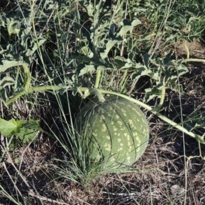 Citrullus amarus (Wild Melon, Camel Melon, Bitter Melon) at Tuggeranong DC, ACT - 27 Mar 2019 by MichaelBedingfield