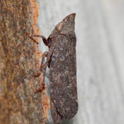 Smicrocotis obscura (Leafhopper) at Acton, ACT - 1 Jun 2019 by TimL