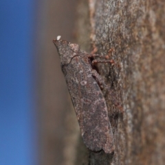 Smicrocotis obscura at Acton, ACT - 1 Jun 2019 01:40 PM