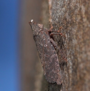 Smicrocotis obscura at Acton, ACT - 1 Jun 2019