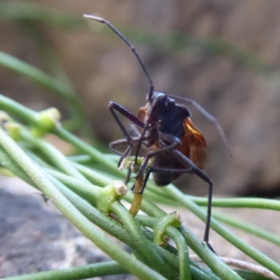 Oncopeltus (Oncopeltus) sordidus (Milk vine bug) at Hackett, ACT - 5 Jun 2019 by Christine