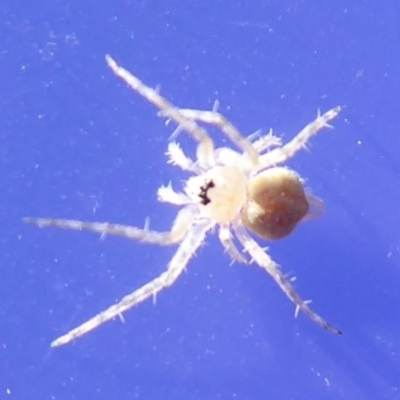 Araneinae (subfamily) (Orb weaver) at Acton, ACT - 5 Jun 2019 by Christine