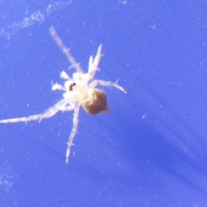 Araneinae (subfamily) at Acton, ACT - 5 Jun 2019 12:59 PM