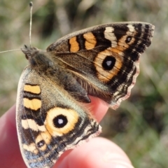 Junonia villida (Meadow Argus) at Lake Ginninderra - 2 Jun 2019 by Laserchemisty