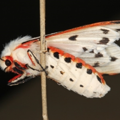 Aloa marginata (Donovan's Tiger Moth) at Kambah, ACT - 24 Feb 2012 by Marthijn