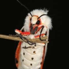 Aloa marginata at Kambah, ACT - 24 Feb 2012