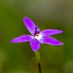 Glossodia major (Wax Lip Orchid) at Albury - 22 Sep 2018 by karenretra